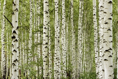 Fototapete Birkenwald Vlies - Skandinavien - Klicken fr grssere Ansicht